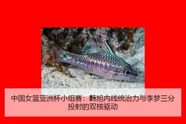 zhong-guo-nv-lan-ya-zhou-bei-xiao-zu-sai-han-xu-nei-xian-tong-zhi-li-yu-li-meng-san-fen-tou-she-de-shuang-he-qu-dong-3-780.jpg